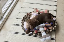 Ashi Hundelegetøj - Stor