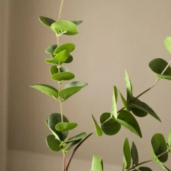 Eucalyptus Three Leaves