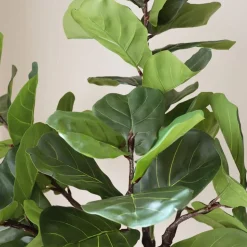 Fiddle Leaf Fig