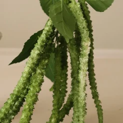Green Three Forks Amaranthus Flower